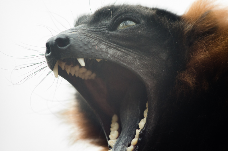 Illustration for article titled This Lemur is Our New Mascot for Post-Thanksgiving Naptime